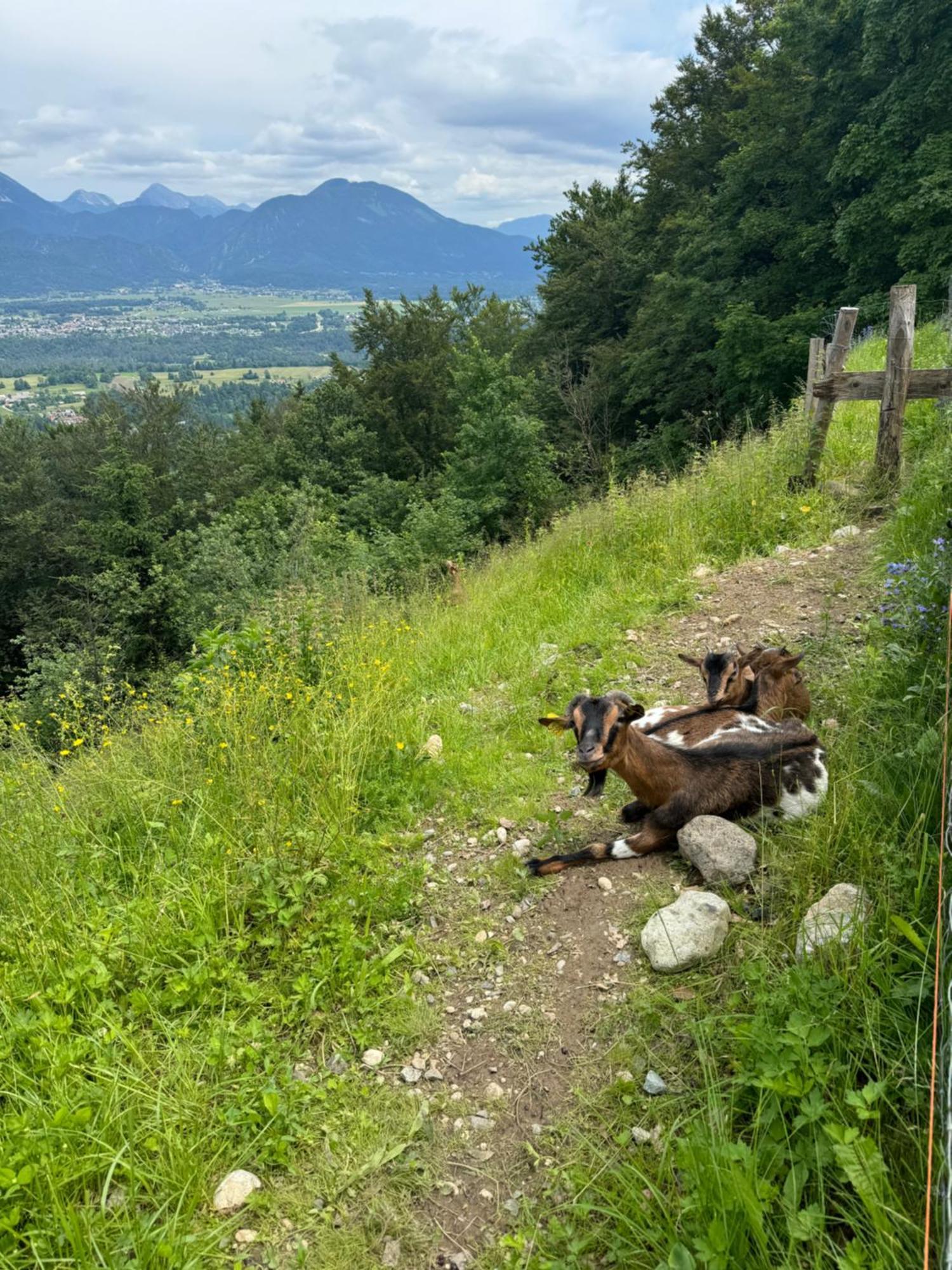 Koca Na Talezu Bled Exterior foto